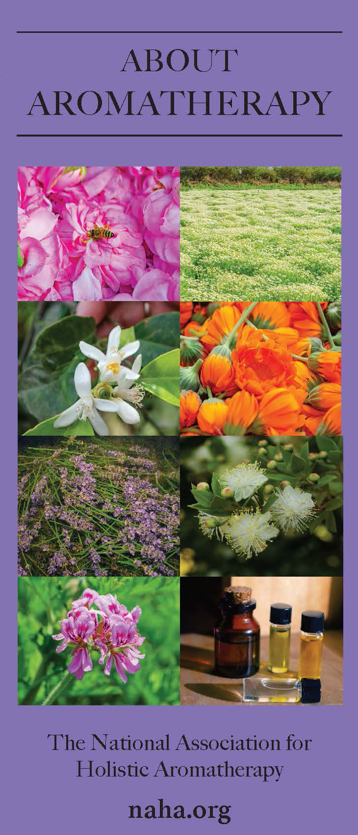 About Aromatherapy Brochure- PDF DOWNLOAD ONLY